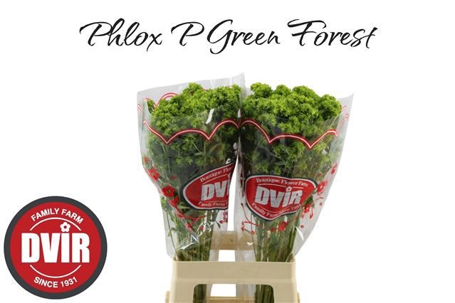 Phlox Green Forest 70cm