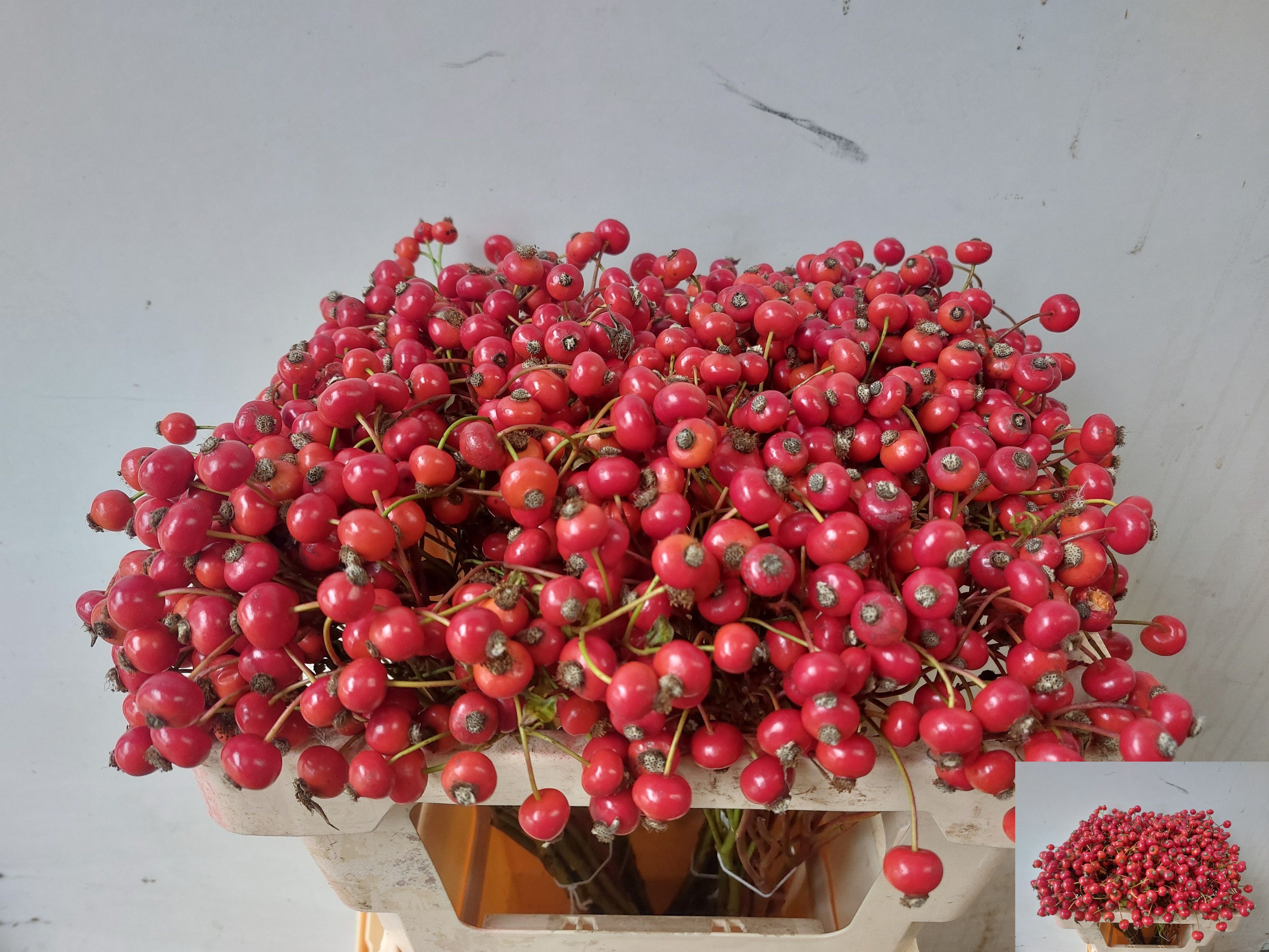 Rosehips Amazing Fantasy 50cm