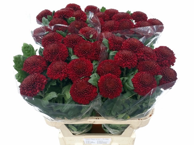 Chrys Single Kiev Dark 80cm 40gram