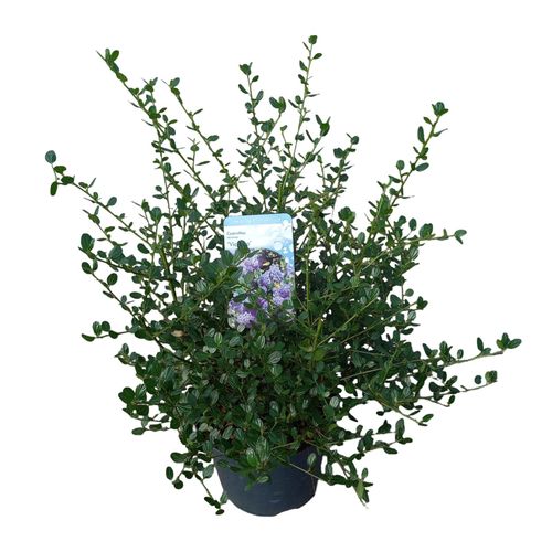 Ceanothus imp. 'Victoria' p26 Peijl