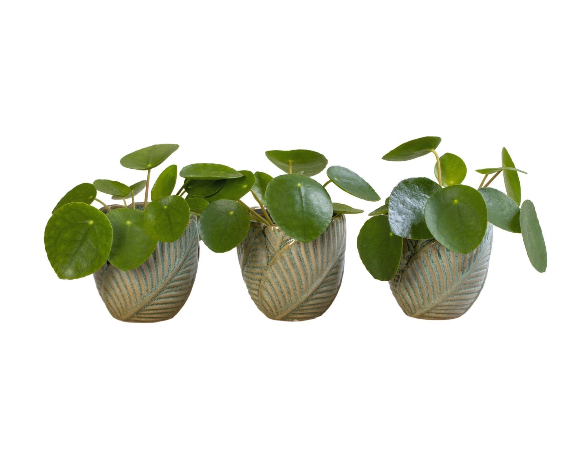 Pilea L 65965 with Pilea Peperomioides