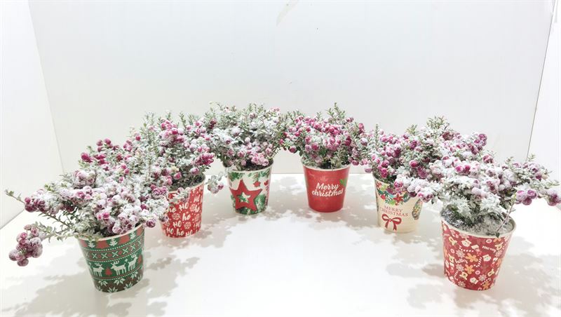 Picture of Gaultheria mucronata Pernettya P10.5 CHRISTMAS-POT-WITH-SNOW