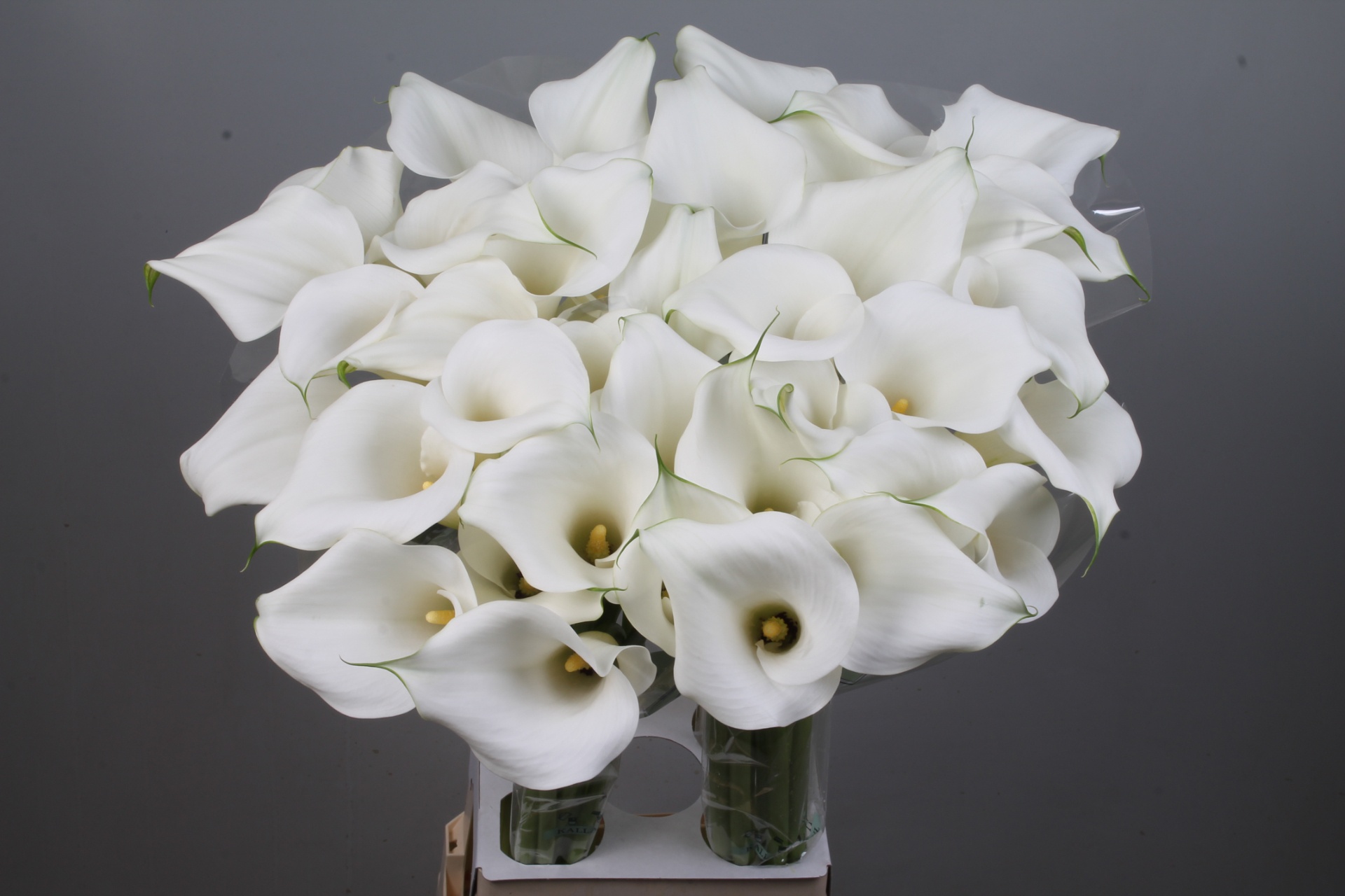 Calla Capt Ventura 80cm