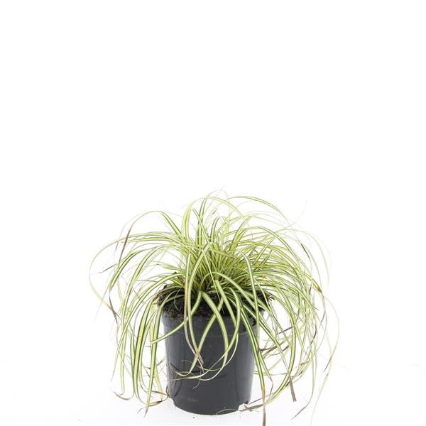 Picture of Carex oshim. Evergold P14