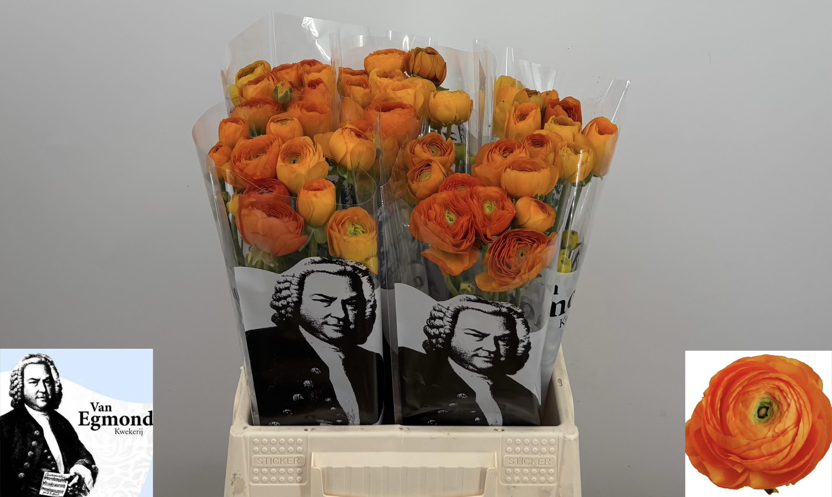 Ranunculus Elegance Orange 40cm