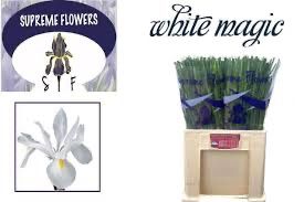 Iris White Magic 60cm