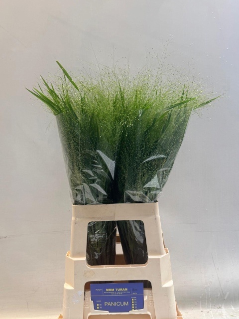 Panicum Fountain 70cm