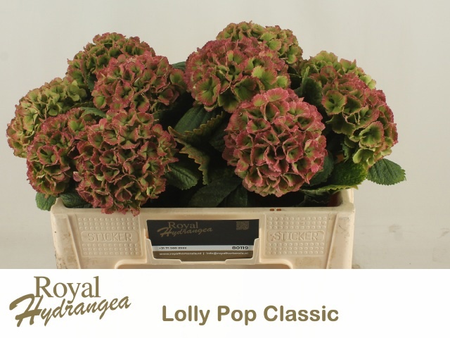 Hydrangea Lollypop Clas 40cm 14Ø