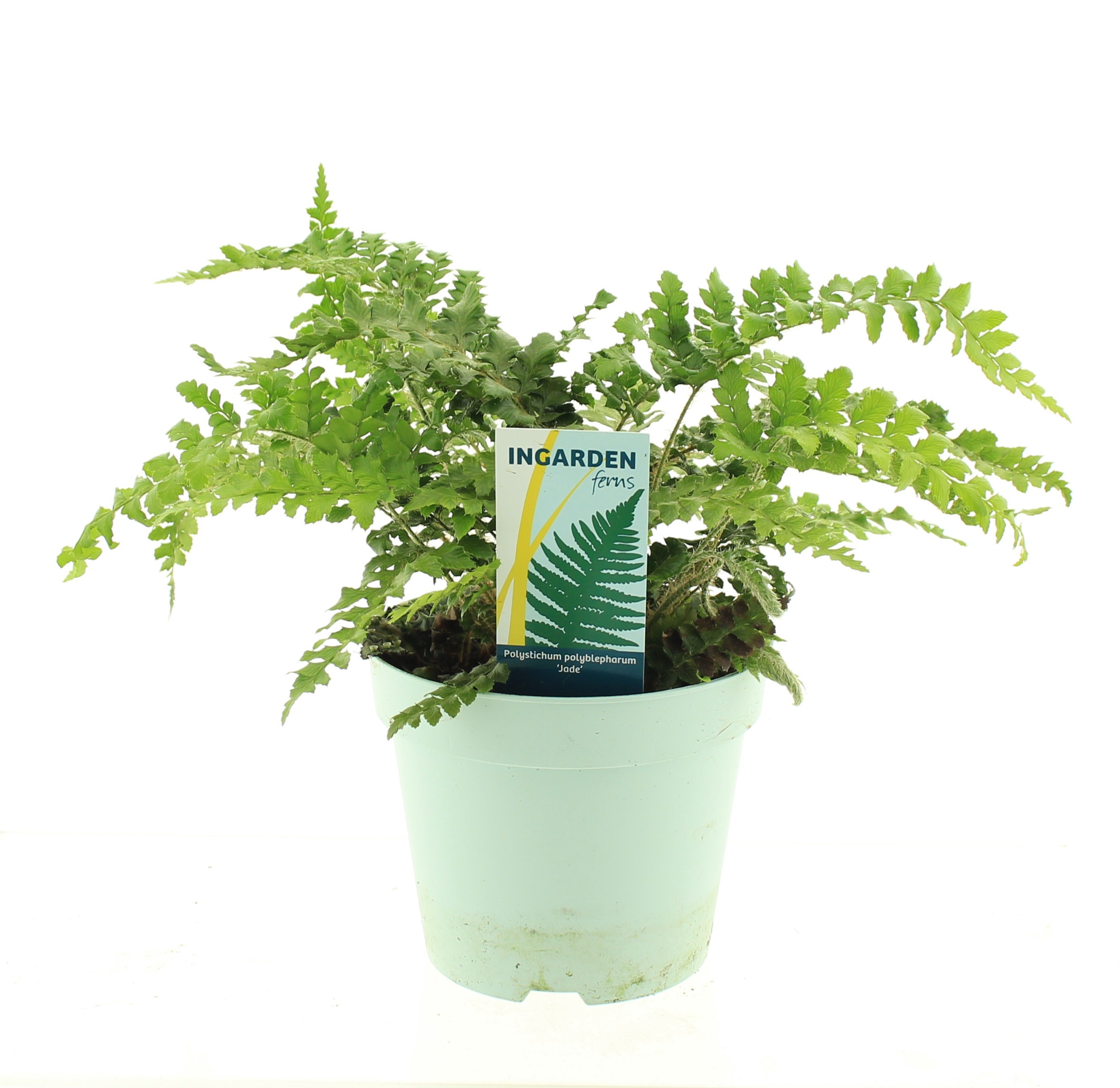 Picture of Polystichum polyblepharum 'Jade'