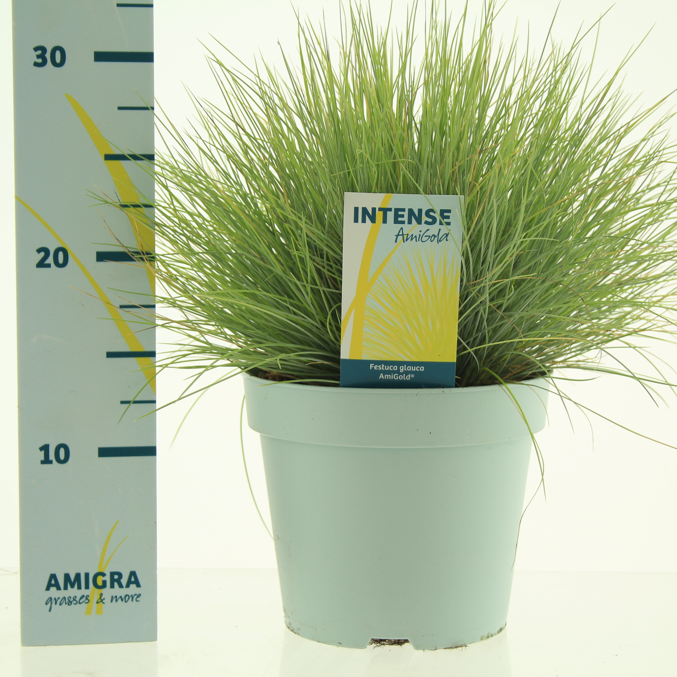 Picture of Festuca glauca AmiGold® P17 (2 Ltr)