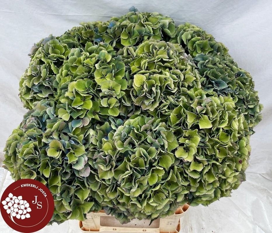 Hydrangea Royal Parade Classic 80cm 22Ø