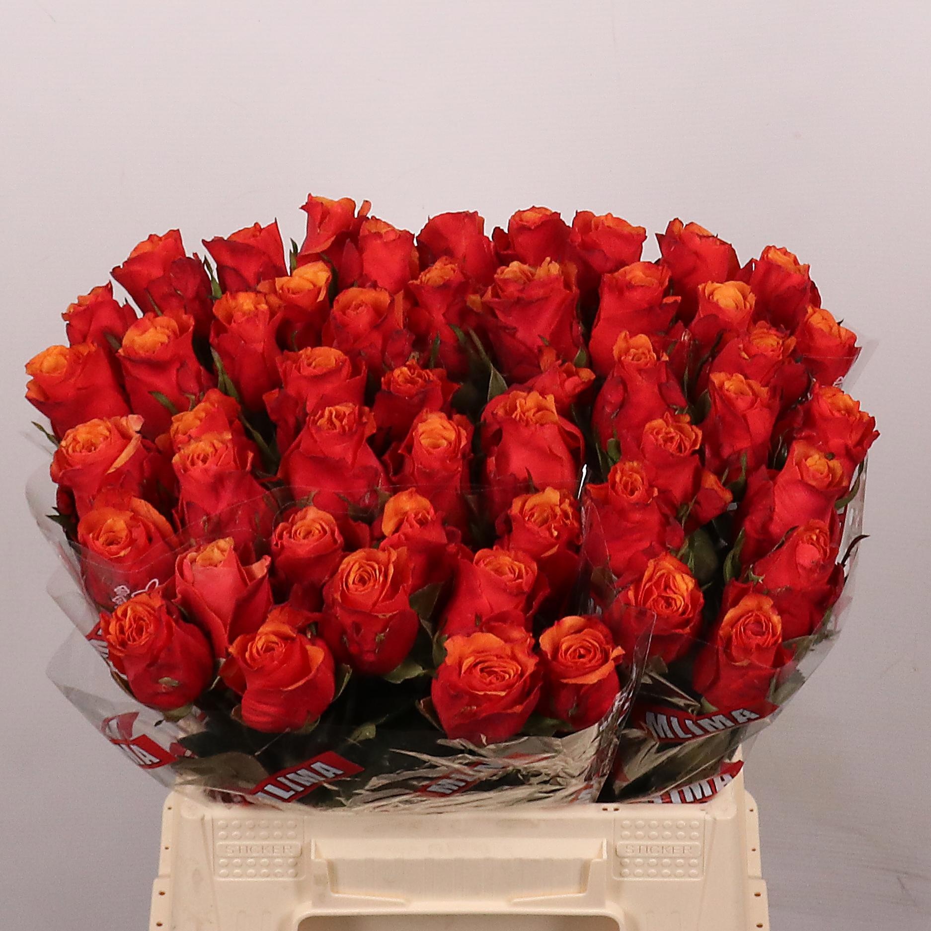Rosa Espana 40cm