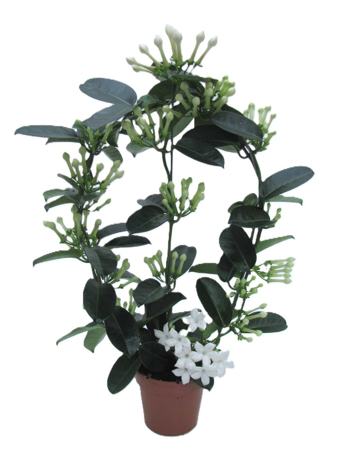 Stephanotis floribunda Grote boog | Hamiplant
