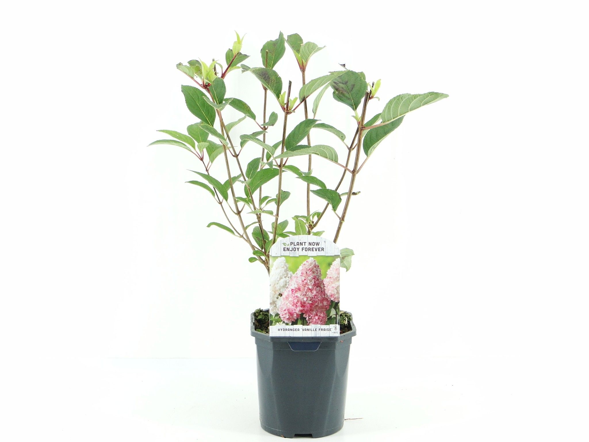 Picture of Hydrangea pan. Vanille-Fraise