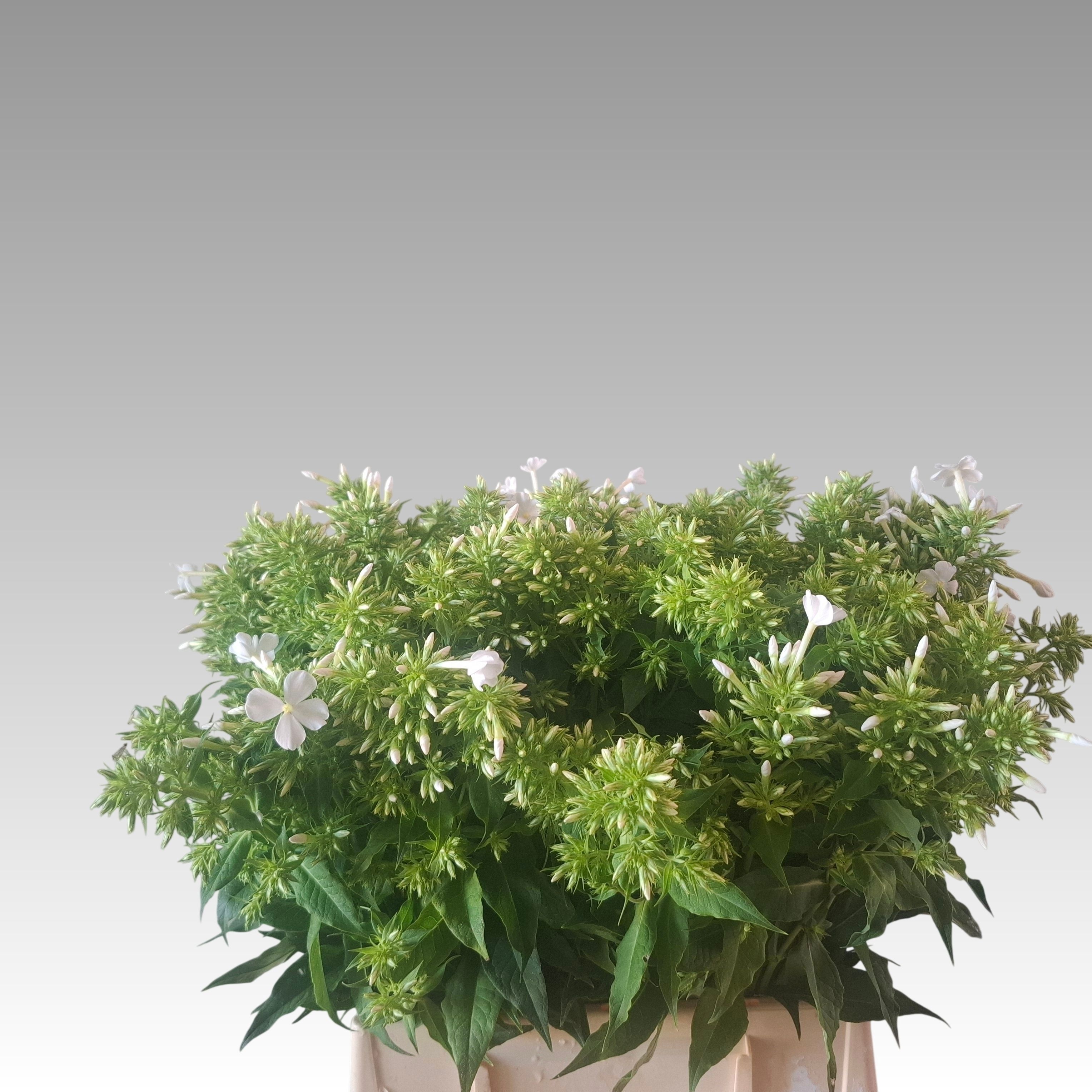 Phlox Icecap 50cm