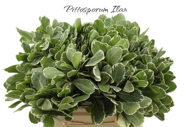 Pittosporum Ilan