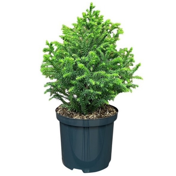 Cryptomeria japonica 'Vilmorin Gold'