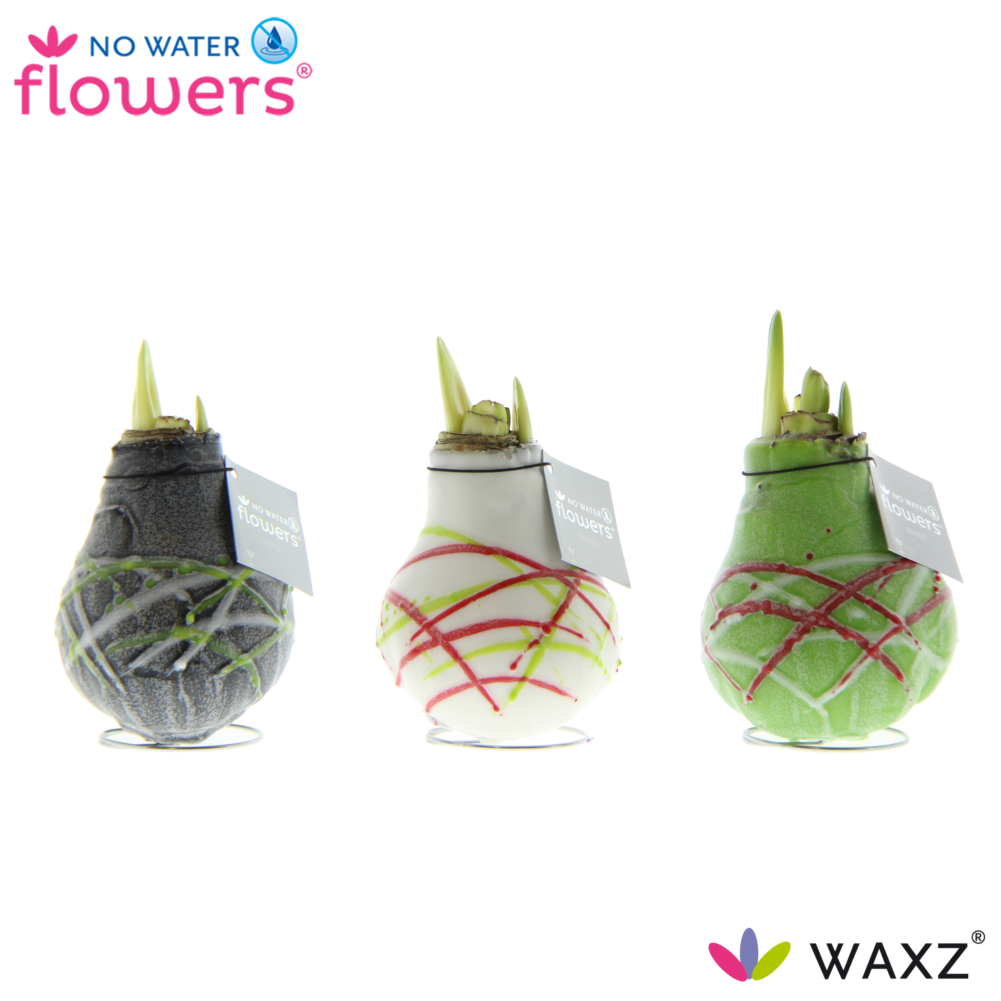 Picture of No Water Flowers Waxz® Art Picasso 15CM