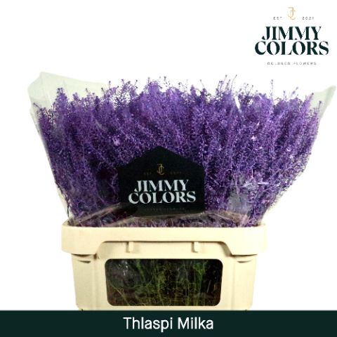 Thlaspi Gekleurd Milka