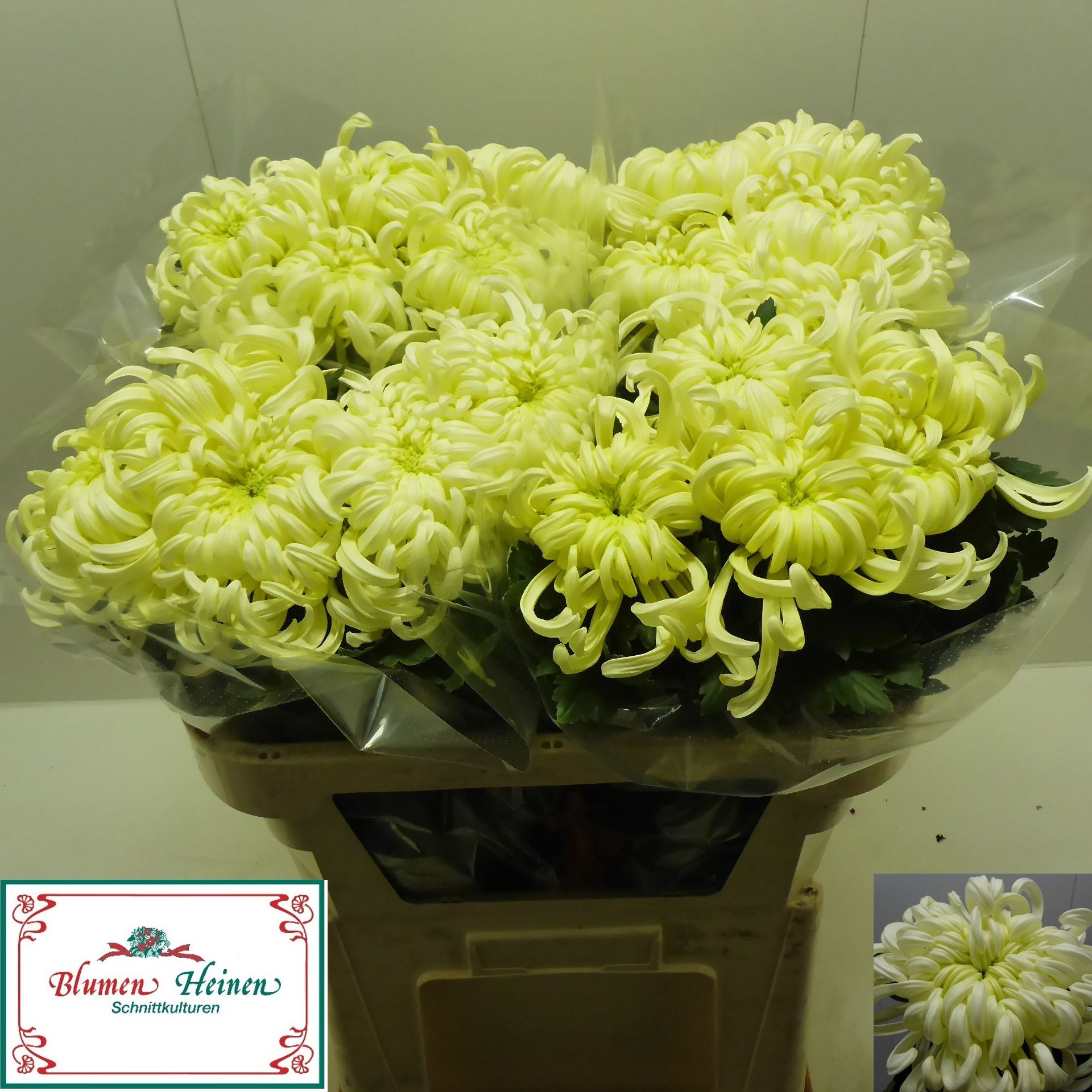 Chrys Single Vienna White 70cm 78gram