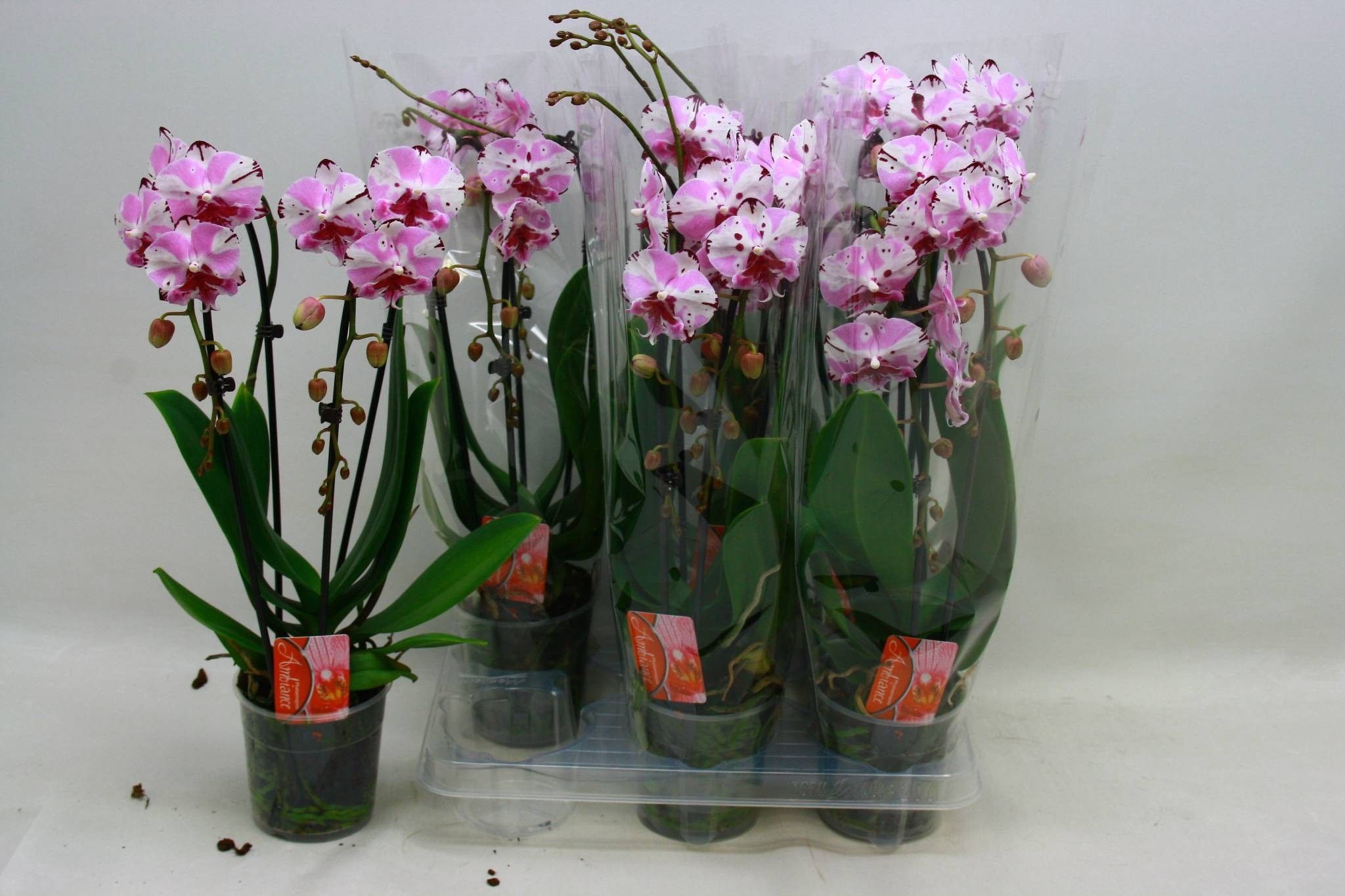 Phal El Cascade 12P 45H 2TAK 18bloem 23bloei