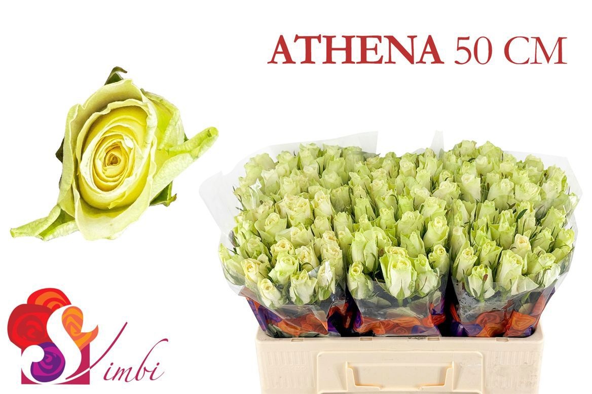 R Gr Athena