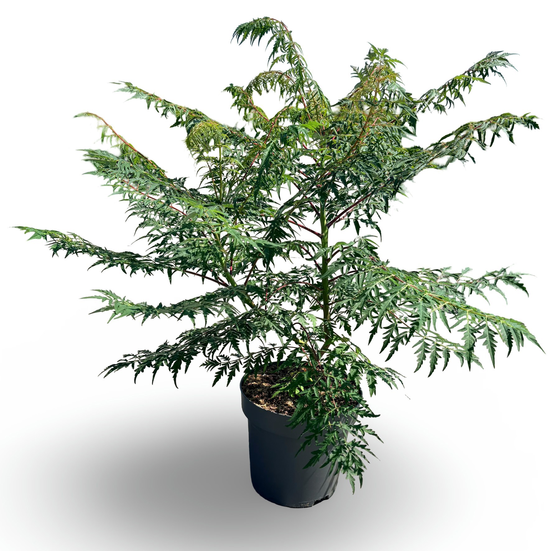 Rhus glabra 'Laciniata'
