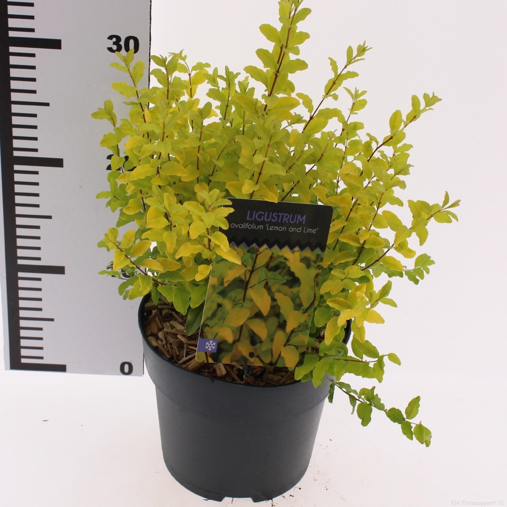 Ligustrum ovalifolium 'Lemon and Lime'