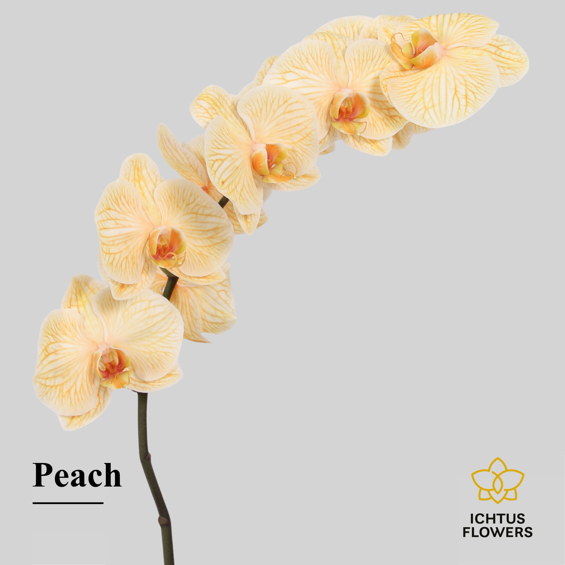 Phal Painted Excl. Peach Tak 7-9