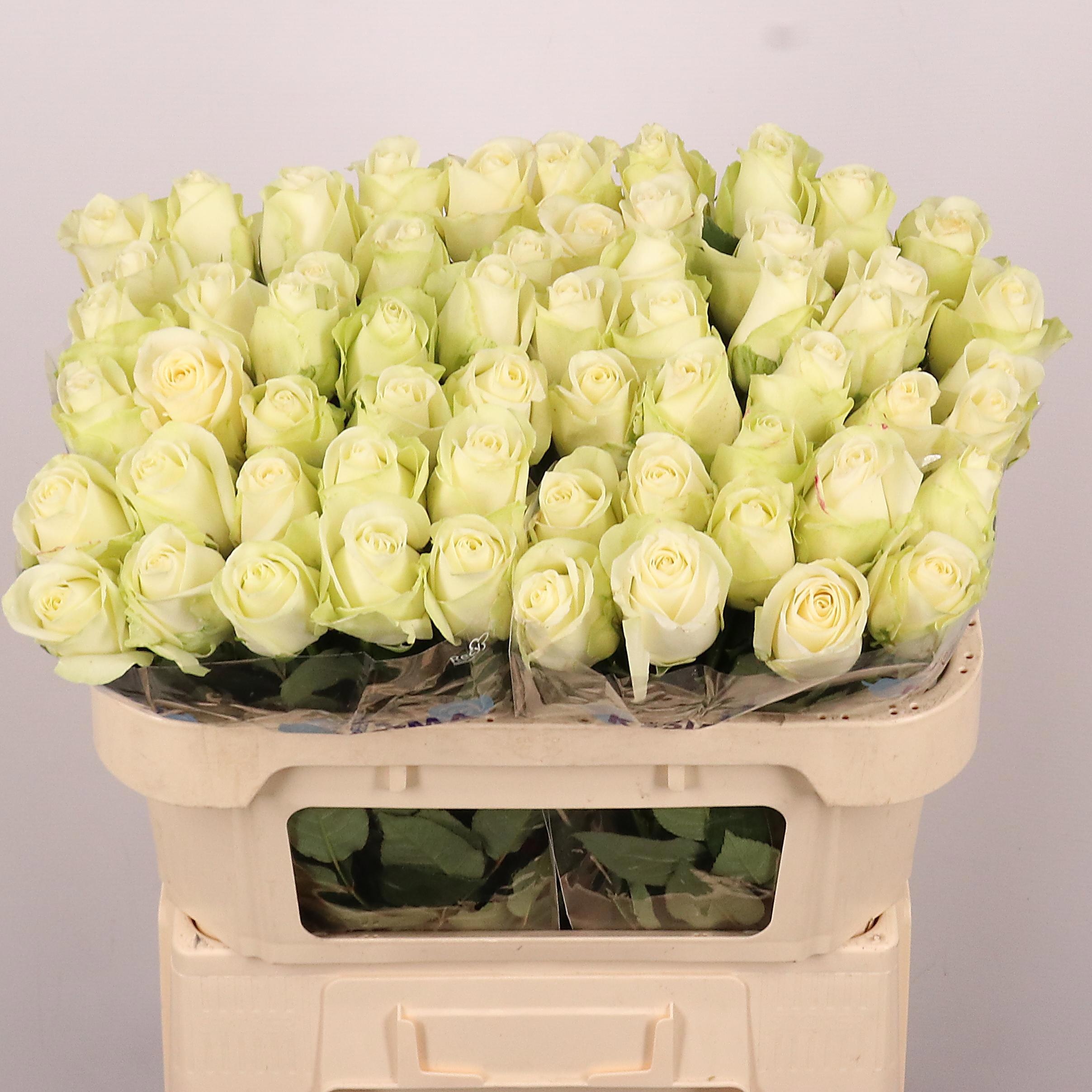Rosa Snowstorm 70cm