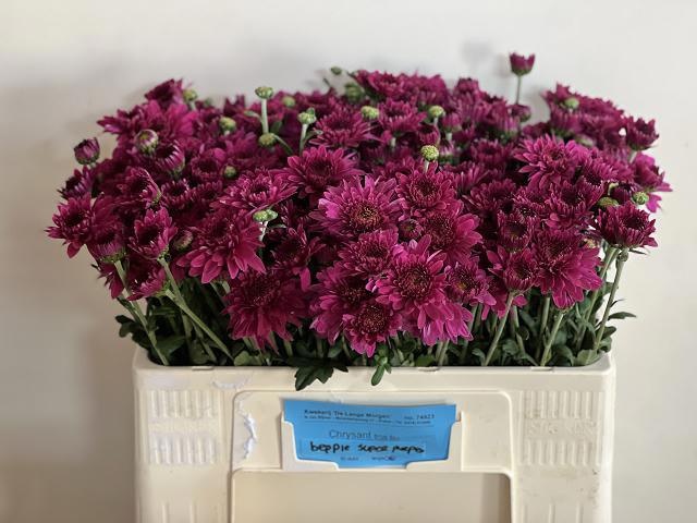 Chrys Spray Beppie Super Purple 50cm 50gram