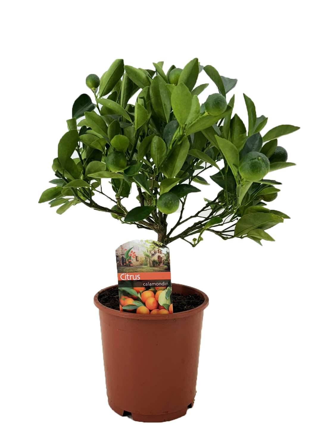 Picture of Citrus calamondin P14 40CM