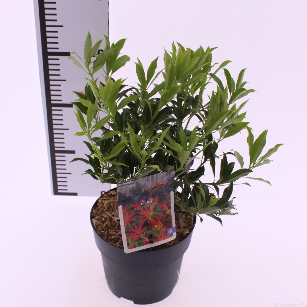 Picture of Pieris Forest Flame