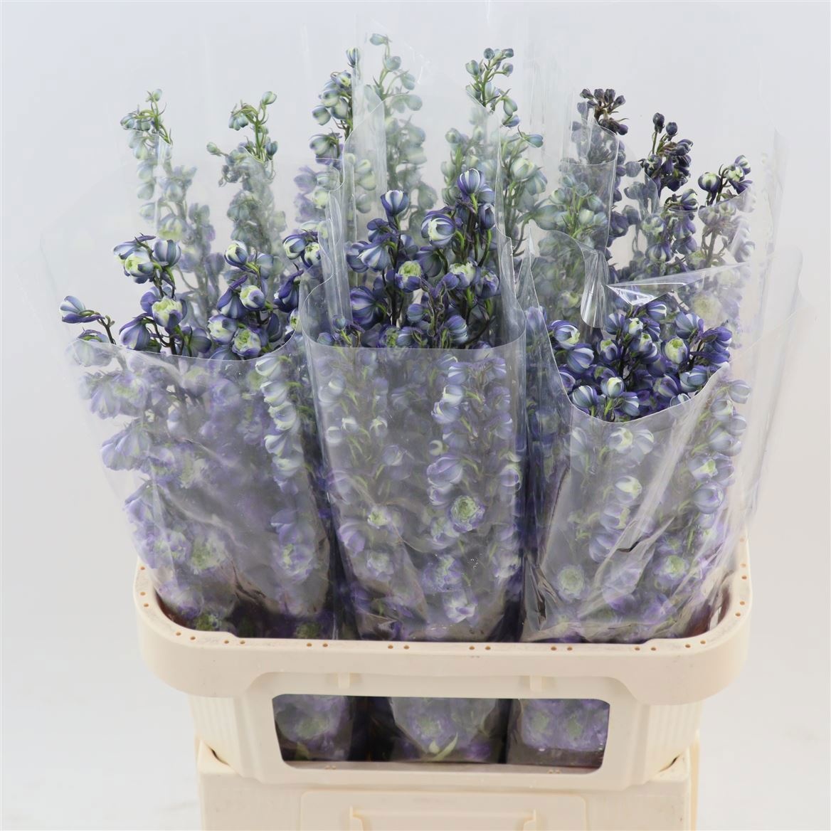 Delphinium El Mixed 100cm