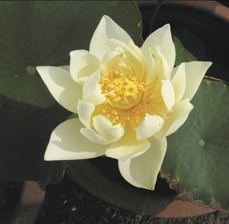 Nelumbo pygmaea white ( )