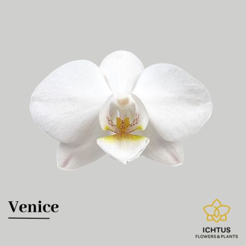 Phal An Venice