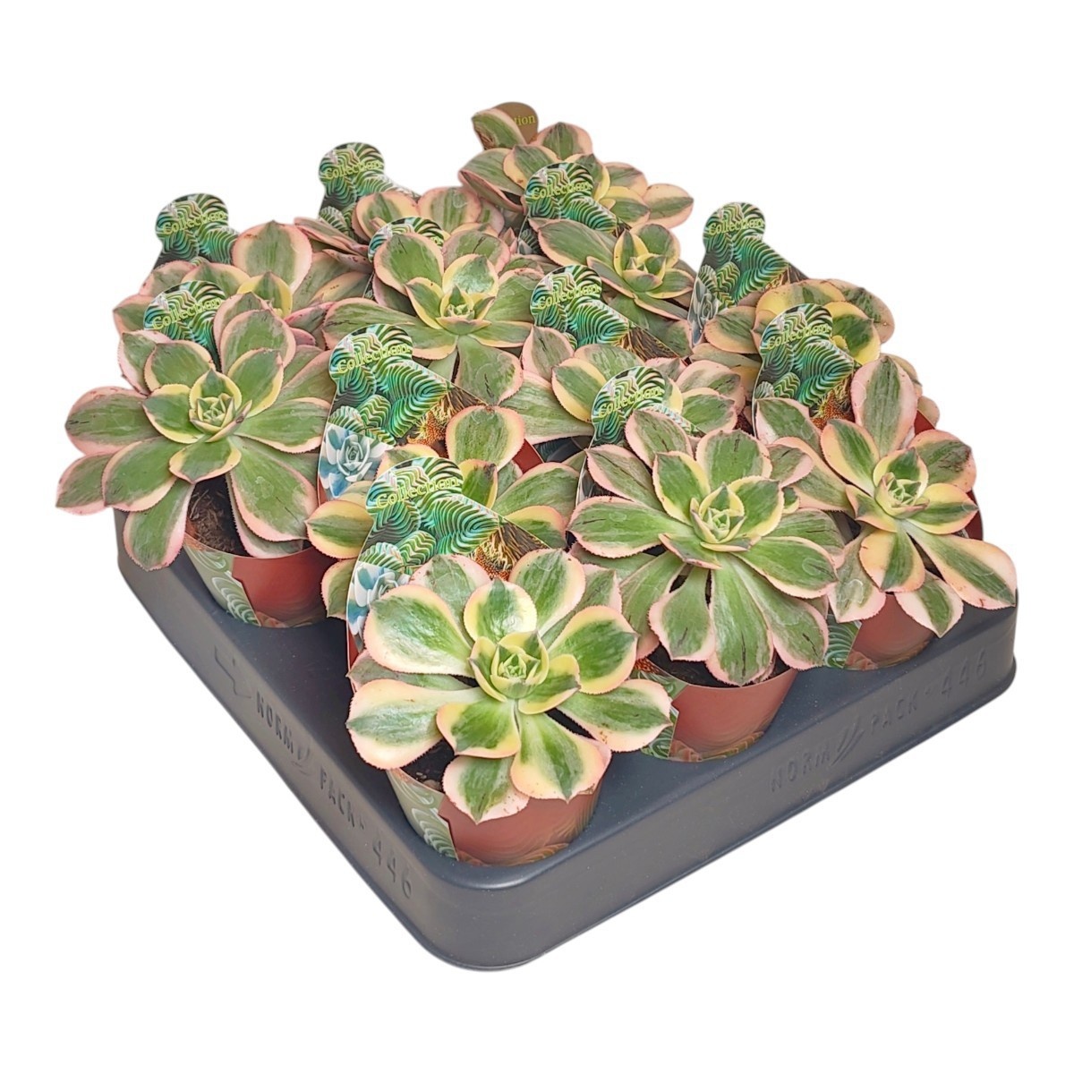 Aeonium overig - Aeonium