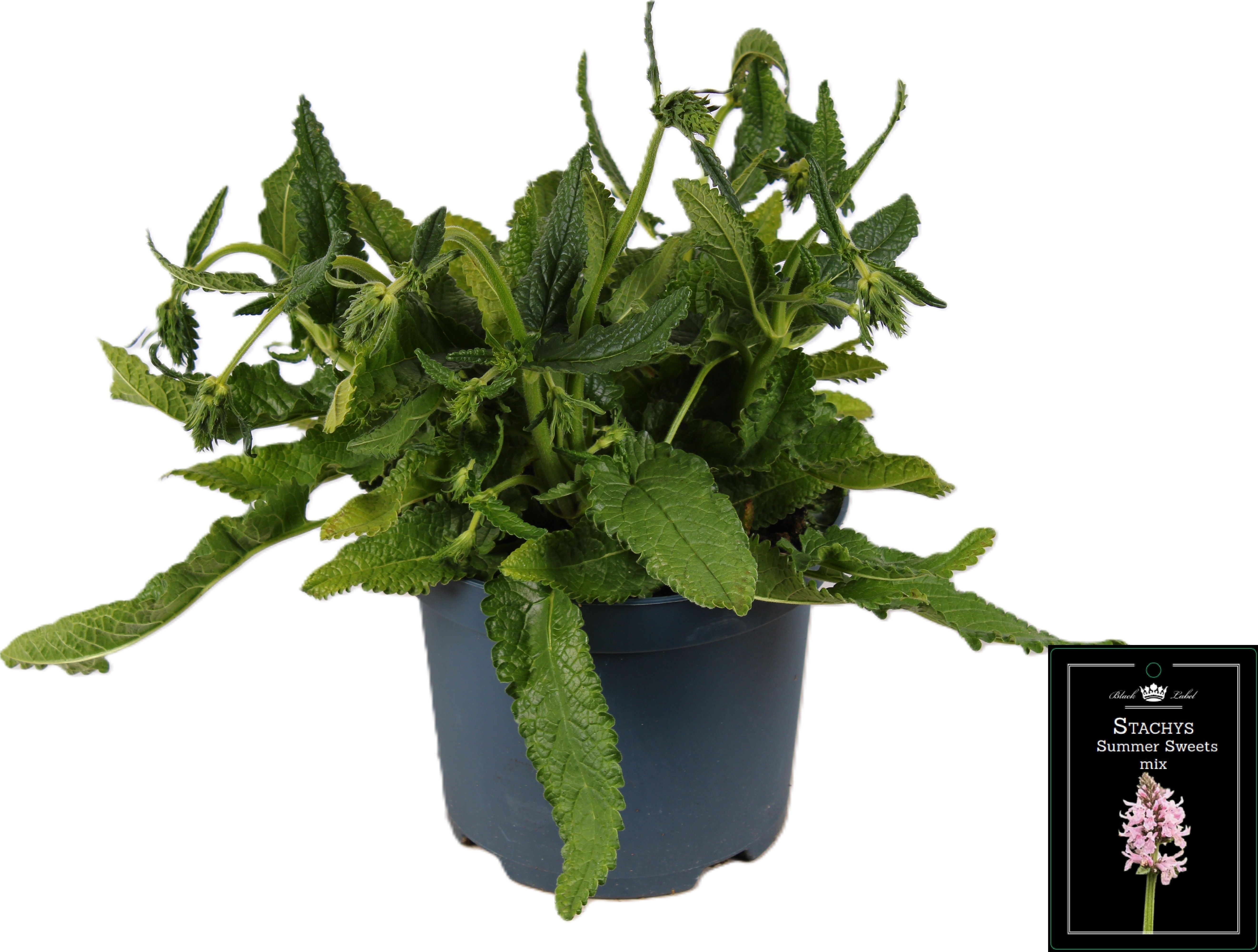 Picture of Stachys Summer Sweets