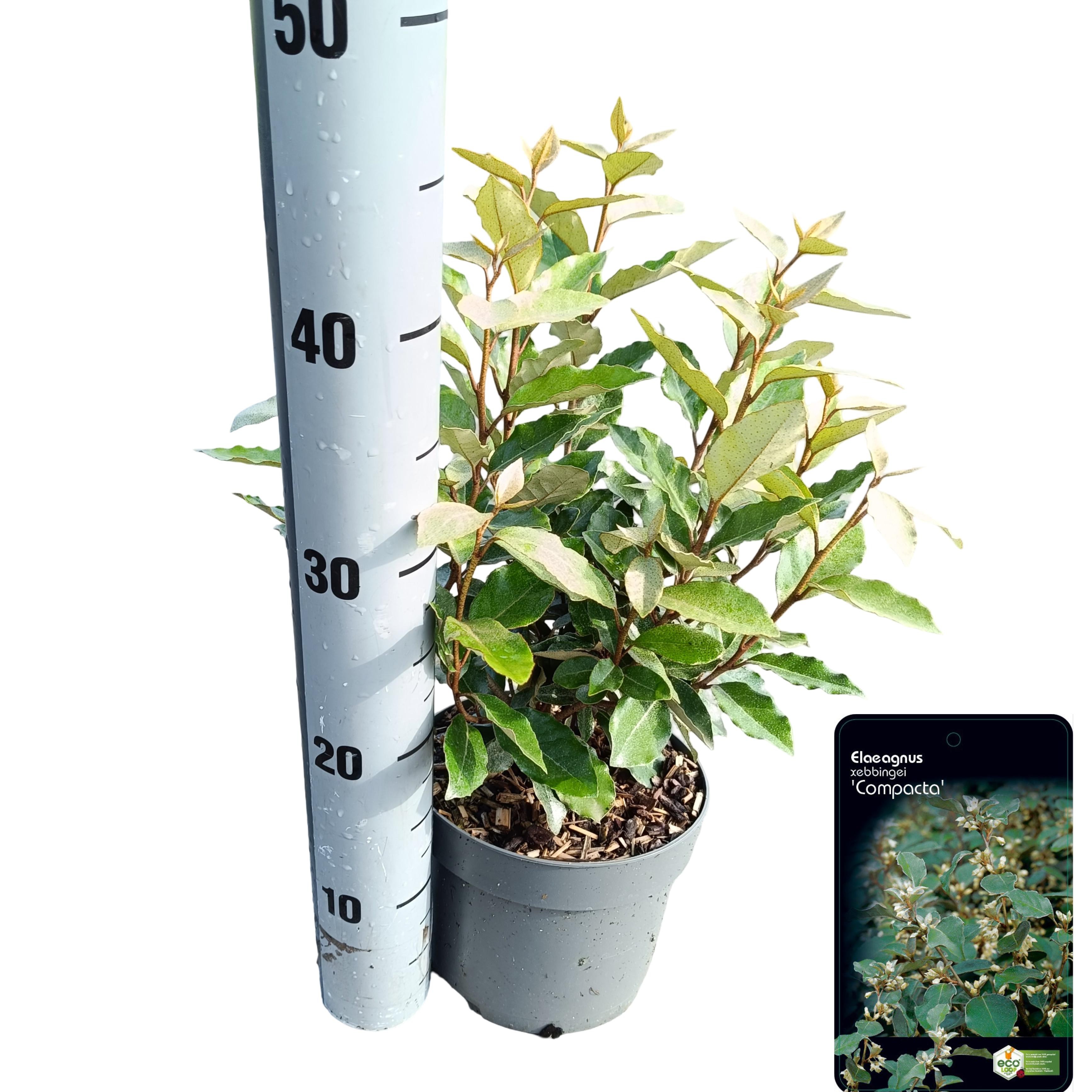 Picture of Elaeagnus ebbingei 'Compacta' C2
