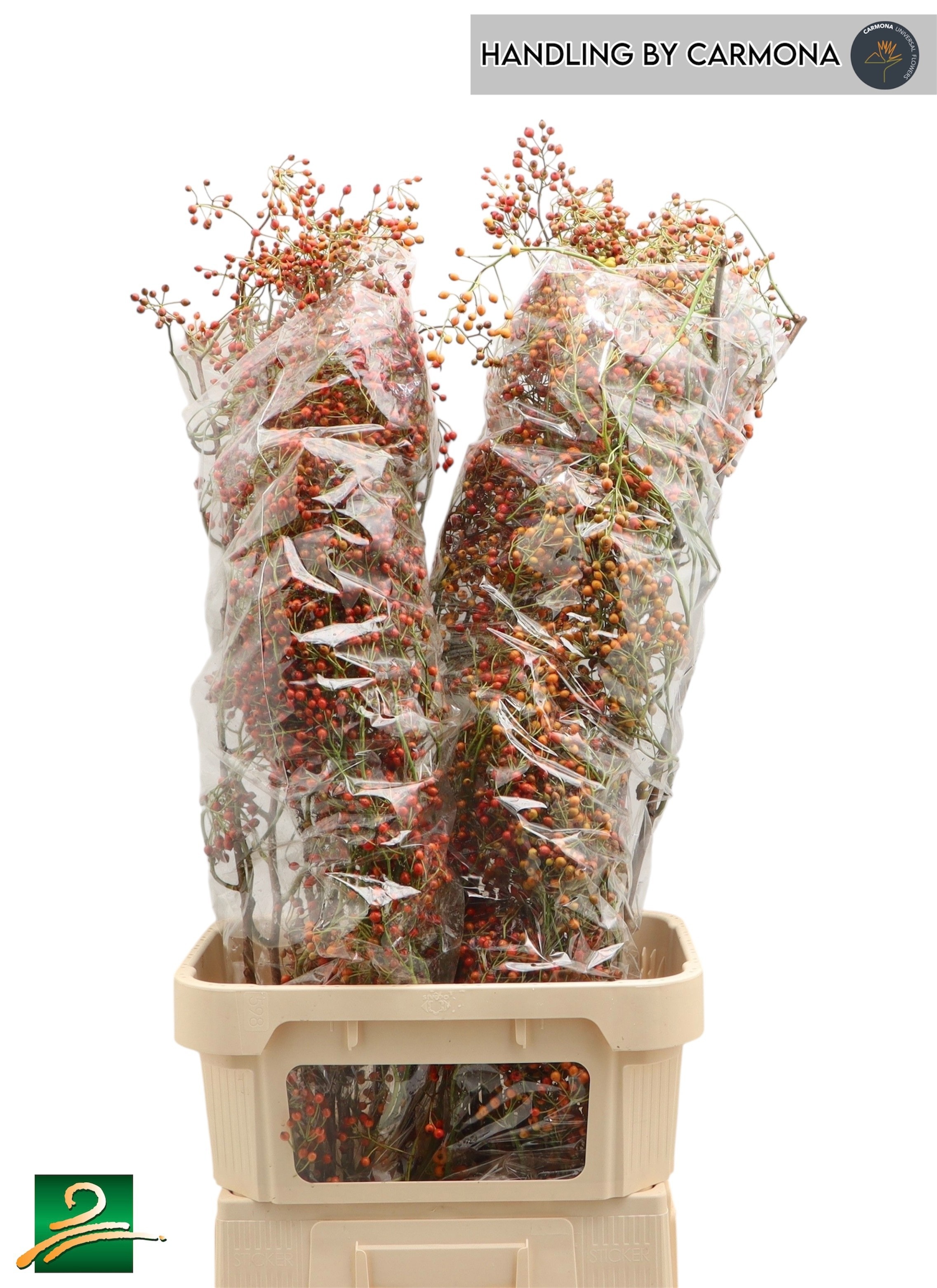 Rosehips Corallo 110cm