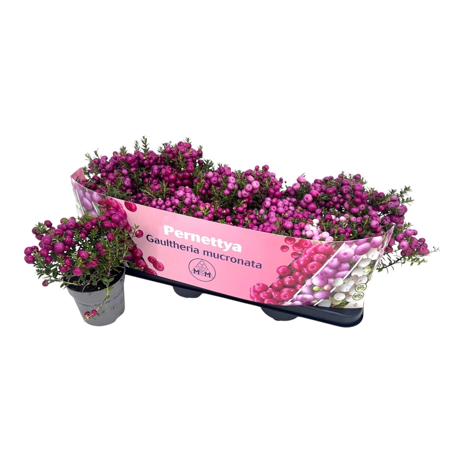 Gaulth Mucronata 510P 15H