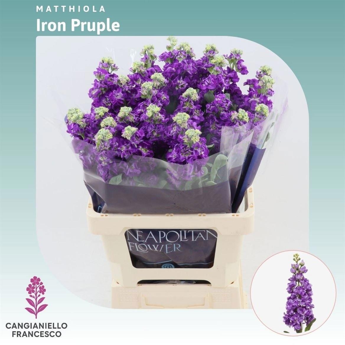 Matthiola Iron Purple 70cm