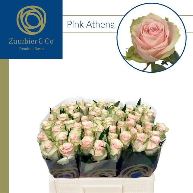 Rosa Pink Athena 50cm