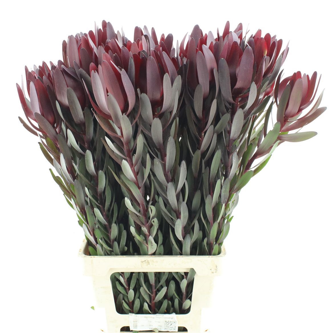 Leucadendron Safari Sunset 80cm