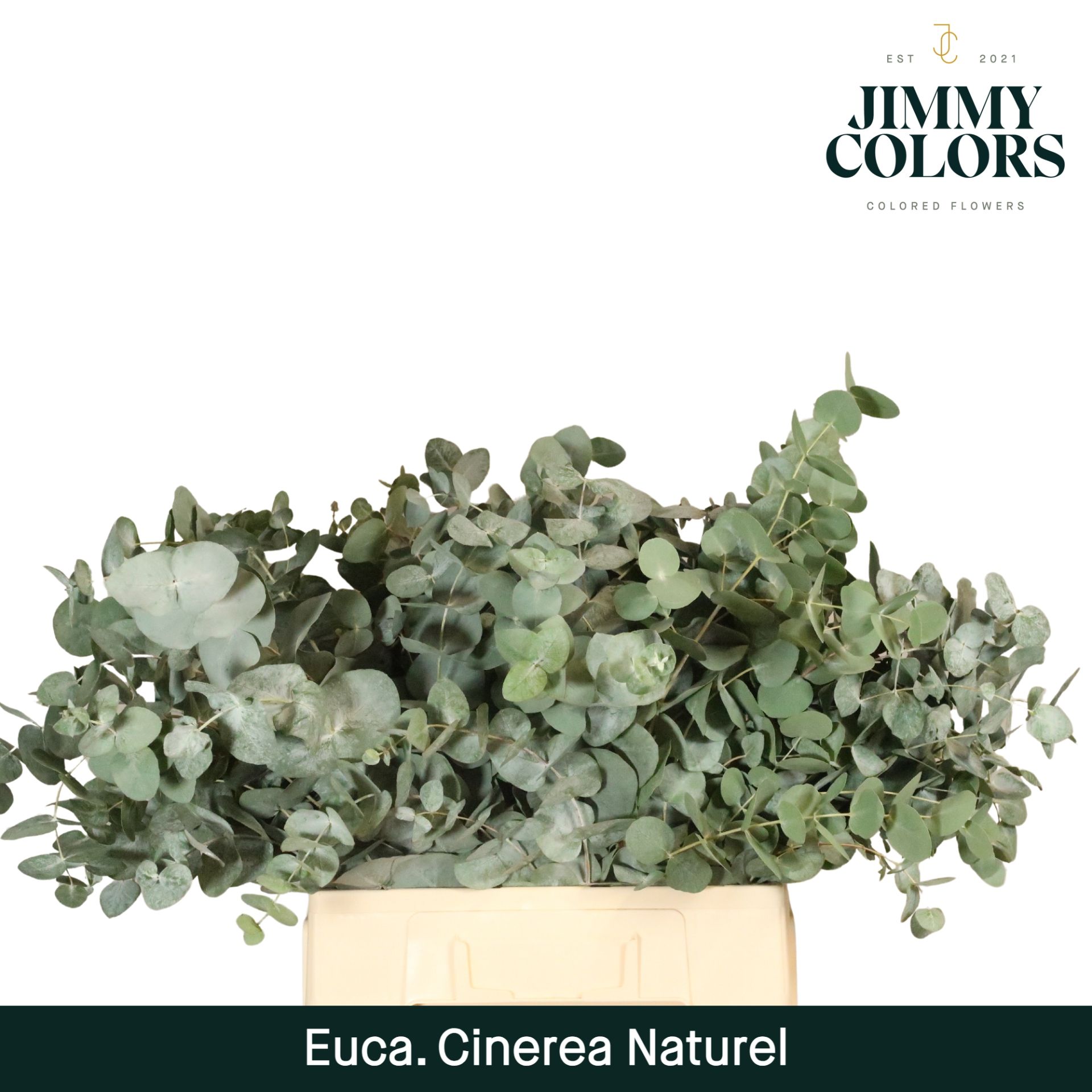 Euca Cinerea