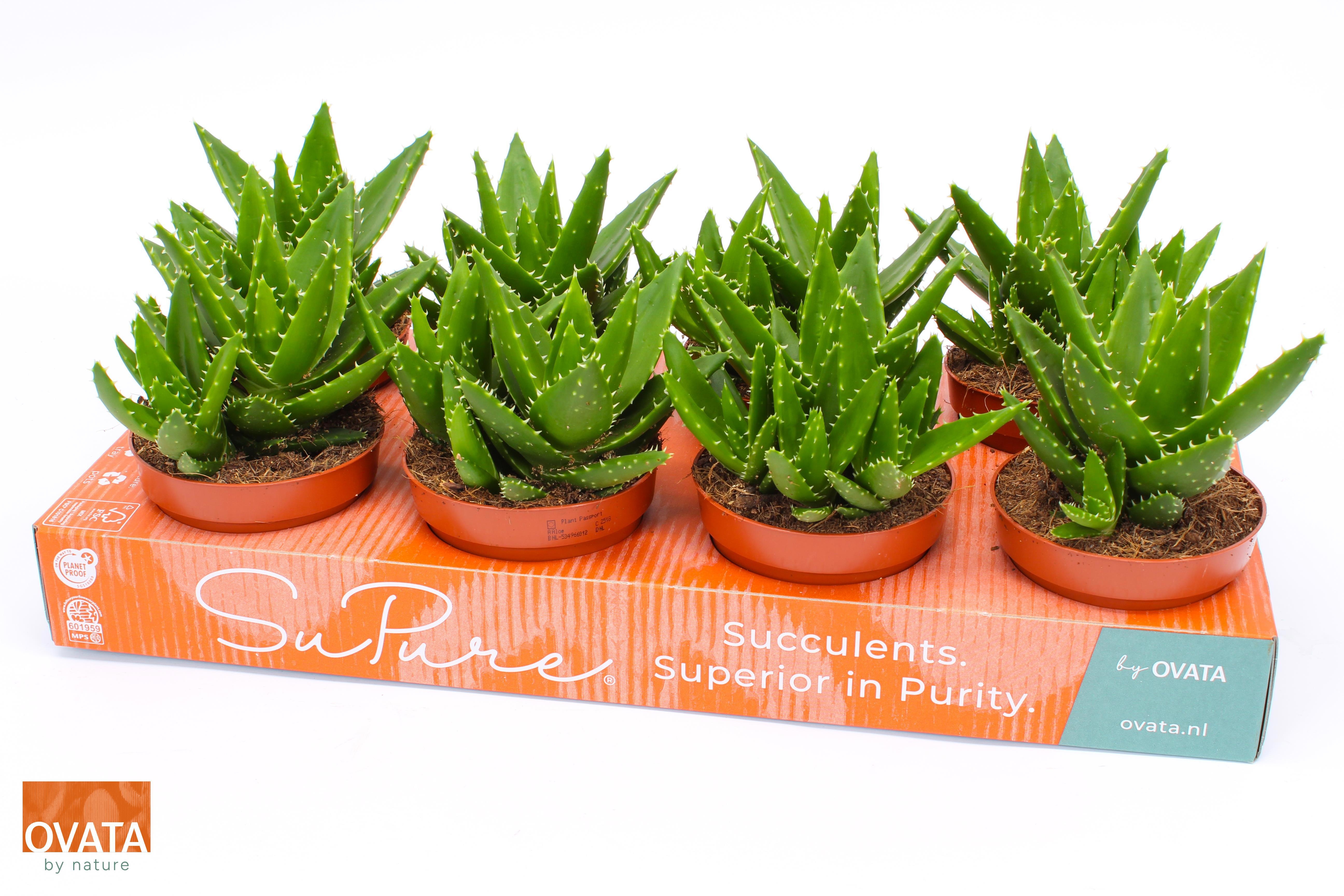 Aloe perfoliata Pure Tray | OZ Planten
