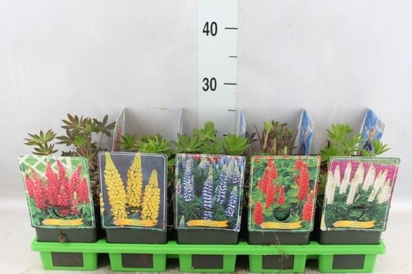 Picture of Lupinus Mix 6x10 srt. per shelve P11