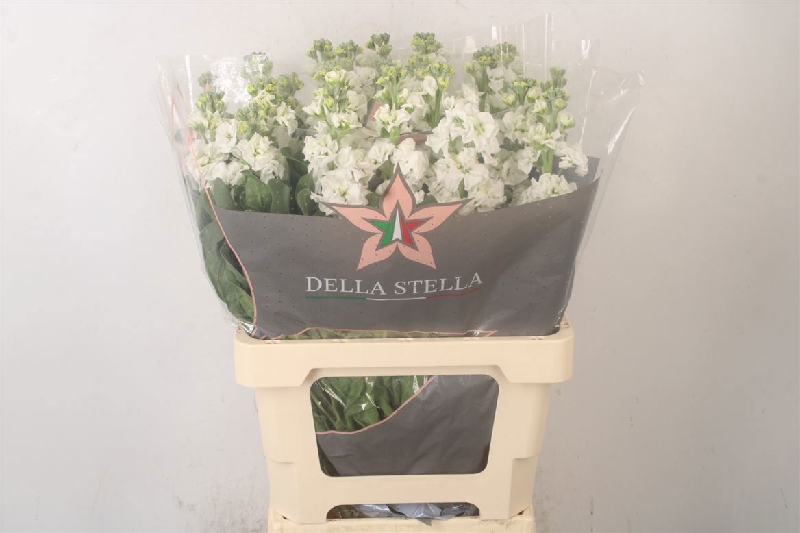 Matth Iron White 70cm