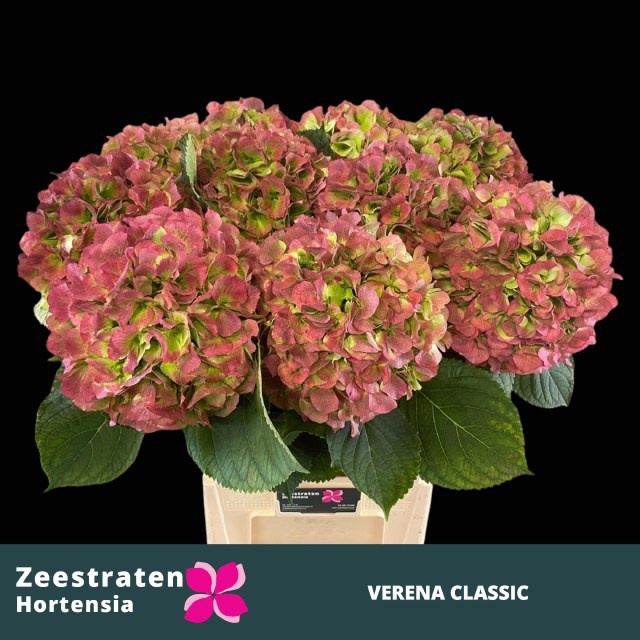 Hydrangea Verena Classic Pink 80cm 24Ø