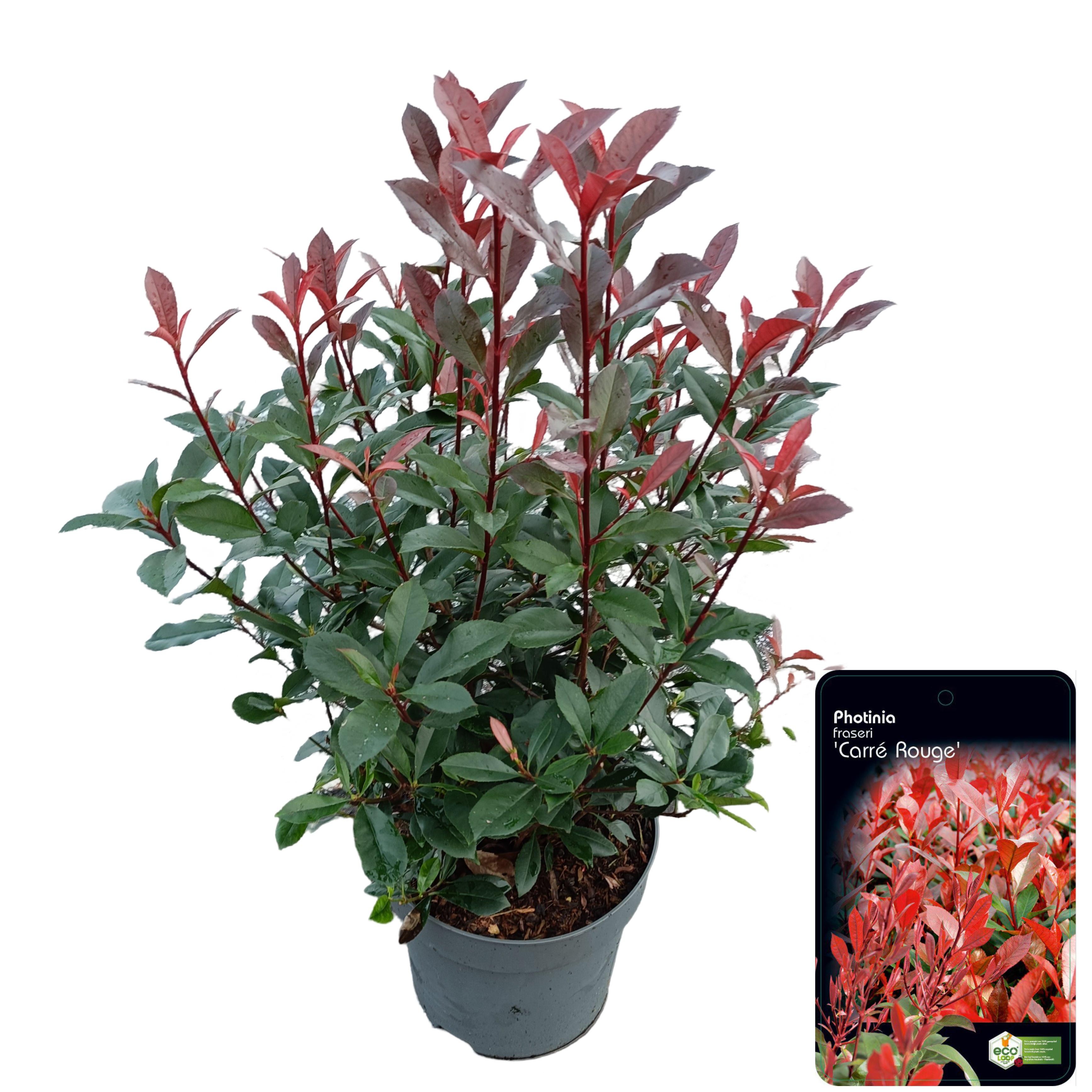 Picture of Photinia fraseri 'Carré Rouge' C10